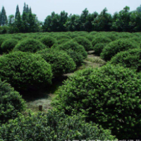 造型好的龜甲冬青球的價格