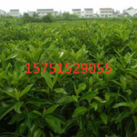 江蘇日本冬青量大 供應(yīng)