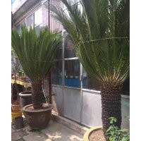 大蘇鐵 大鐵樹 鐵樹 蘇鐵