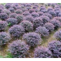 大量供應(yīng)各類綠化小苗，產(chǎn)地杭州蕭山花木之鄉(xiāng)。