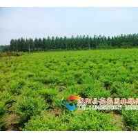 供應(yīng)小葉女貞，小葉女貞球,紅葉女貞,綠葉女貞球。