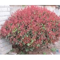 江蘇省沭陽紅葉石楠基地，金葉女貞基地