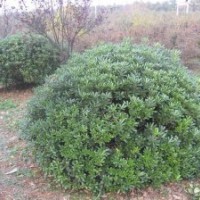 海桐球,冠幅90-2米，因拆遷，虧本大處理！