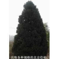 3.5米北京檜柏 行道樹