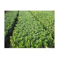 供應(yīng)冬青苗