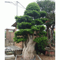各種造型規(guī)格造型榕樹樁頭/小葉榕樁頭