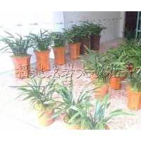 長期供應(yīng)蘭花 盆栽花卉植物 龍巖花卉 福建苗木