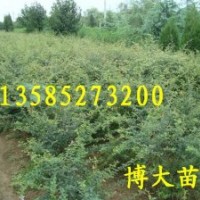 火棘球價(jià)格/江蘇火棘低價(jià)批發(fā)/火棘球/火棘基地