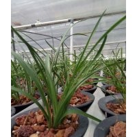 浙江溫州批發(fā)春蘭，高品質國蘭出售銷售，種植基地蘭花提供