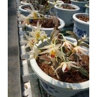 浙江溫州批發(fā)鐵皮石斛蘭，高品質石斛蘭花出售銷售，觀賞性石斛盆