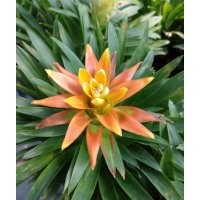 浙江溫州批發(fā)丹尼斯鳳梨花，高品質鴻運當頭菠蘿花出售，種植基地