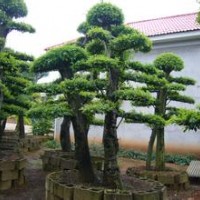 長(zhǎng)期公用各種規(guī)格造型榆樹(shù)