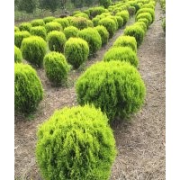 低價供應(yīng)60一150公分大葉黃楊球,灑金柏球,小葉女貞球
