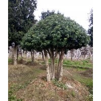 造型苗木 造型花木價格多桿10-20-30公分造型楊梅球樁 造型羅漢松