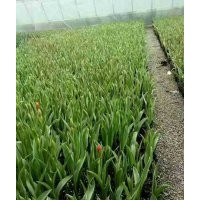 郁金香種球基地批發(fā)種植