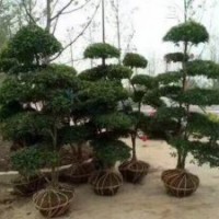 小葉女貞造型大量供應(yīng)、自產(chǎn)自銷、5公分大云片造型350元上車