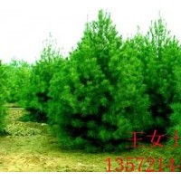 出售白皮松幼苗和白皮松小苗