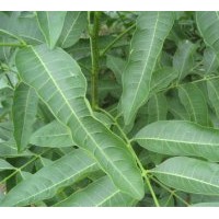 供無(wú)患子 香樟 杜英 紫薇 桂花 羅漢松 紅豆杉 竹柏小苗