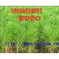 莒南油松苗 小苗