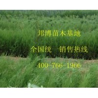 供應(yīng)優(yōu)質(zhì)側(cè)柏小苗、側(cè)柏營(yíng)養(yǎng)杯苗