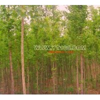 出售3-8公分銀杏樹小苗