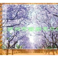 出售藍(lán)花楹苗，藍(lán)花楹地苗