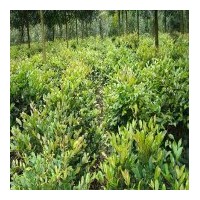 供應(yīng)小葉含笑 大量批發(fā)小葉含笑苗圃苗