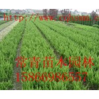 供應(yīng)【側(cè)柏小苗，側(cè)柏苗木】