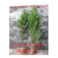 低價(jià)供應(yīng)側(cè)柏小苗，側(cè)柏苗