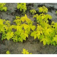 供應(yīng)彩葉樹種小苗 金葉白蠟