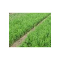 供應嫁接龍柏用側柏小苗