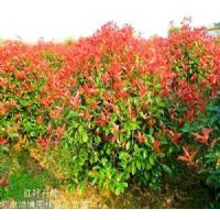 供桂花、紅葉石楠扦插小苗