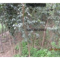 供應(yīng)流蘇（油根子、牛筋子）、流蘇小水苗