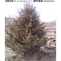 供應(yīng)云杉10-15 15-30 40-60 1.2-1.5