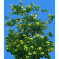 供應(yīng)黃槐苗 黃槐樹 黃花槐苗