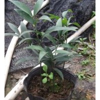 急售竹柏小苗