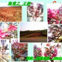 優(yōu)質綠化苗:紫葉海棠，王族海棠，光輝海棠，錦繡海棠