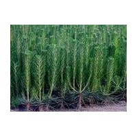 苗木 營養(yǎng)杯 黑松苗 油松苗 側(cè)柏苗