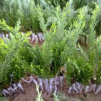 常年供應(yīng)龍柏苗 黃楊苗,紅豆杉苗