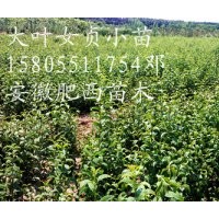 安徽三崗苗木/大葉女貞小苗/國槐小苗/無患子小苗/木瓜小苗/小苗