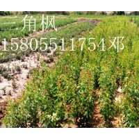 安徽三崗苗木/三角楓小苗/中華石楠小苗/木瓜小苗/大葉女貞小苗/
