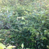 黃葛樹，天竺桂，香樟，銀杏，搖錢樹，桂花，紫微，小葉榕，櫻