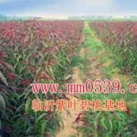 紫葉碧桃小苗0.5-2公分，賠本出售