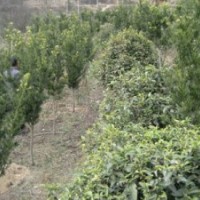 大量供應羅漢松、各種桂花苗木和其它各種苗木