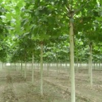 直銷(xiāo)法桐小苗