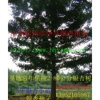 華亨銀杏供應(yīng)2-80公分銀杏樹