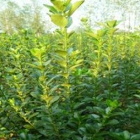 南陽本地大量供應大葉黃楊,金葉女貞,紅葉石楠