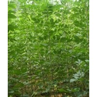 速生白蠟成品苗