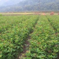 供應廣西桂林桂花樹苗種植1年