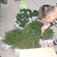 曼地亞紅豆杉小苗正在打包圖